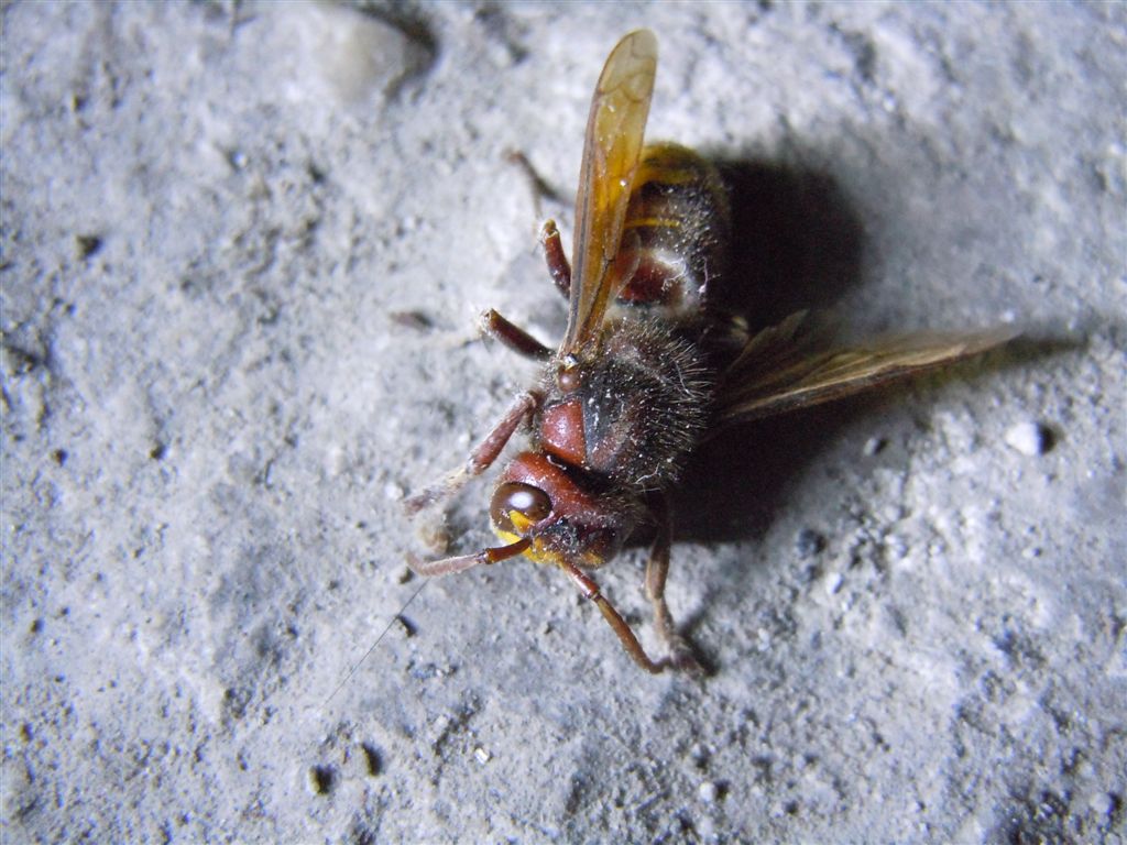 Vespa crabro agonizzante